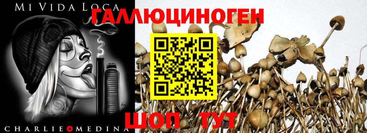 Псилоцибиновые грибы Psilocybine cubensis Коряжма